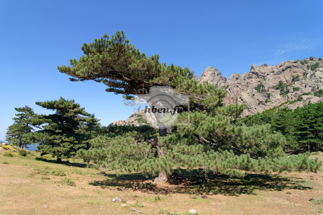 "Corsican pine" stock image