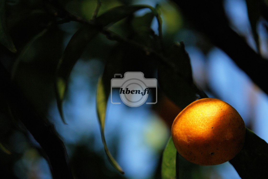 "Corsican clementine" stock image