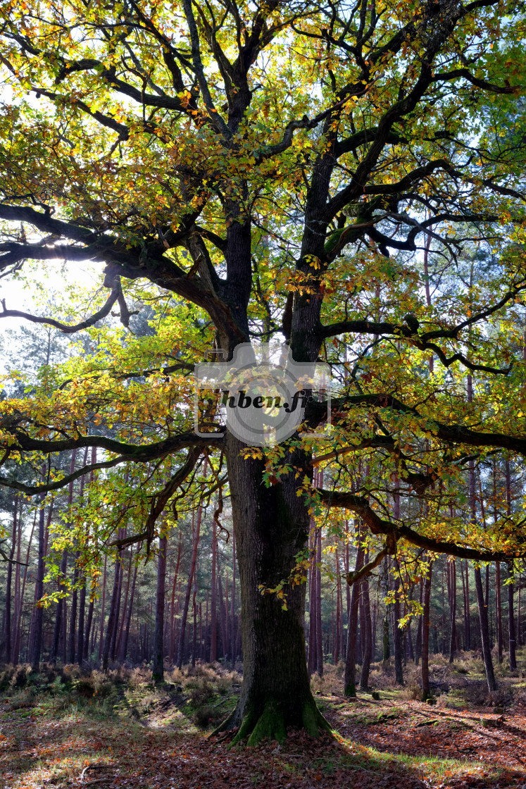 "The old oak tree" stock image