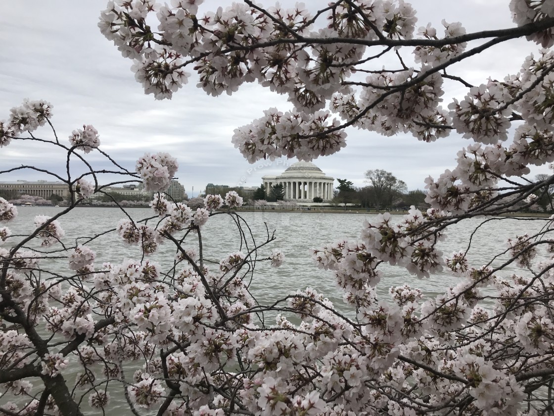"Cherry Blossom" by Diane Prow Photography - $24.91 "Cherry Blossom" stock image