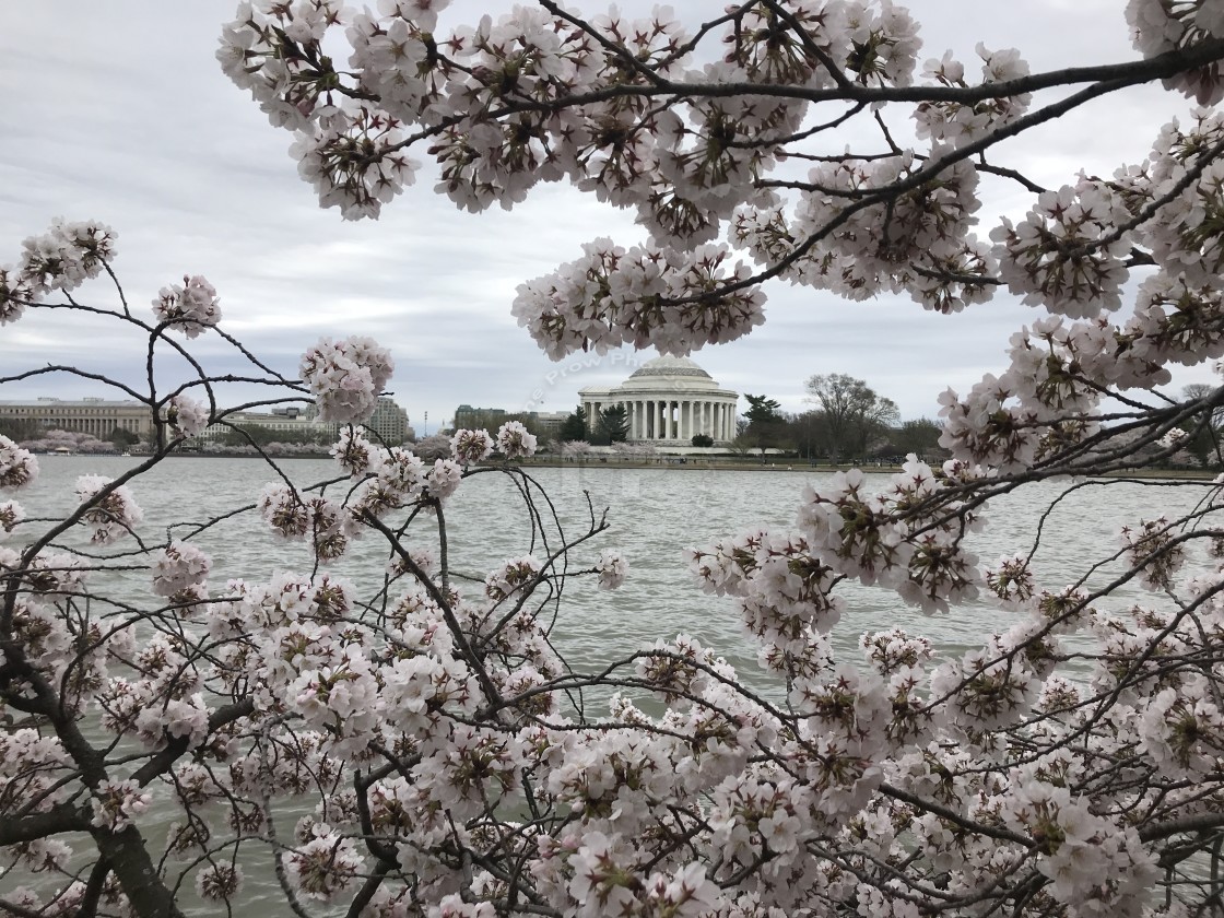 "Cherry Blossom" stock image