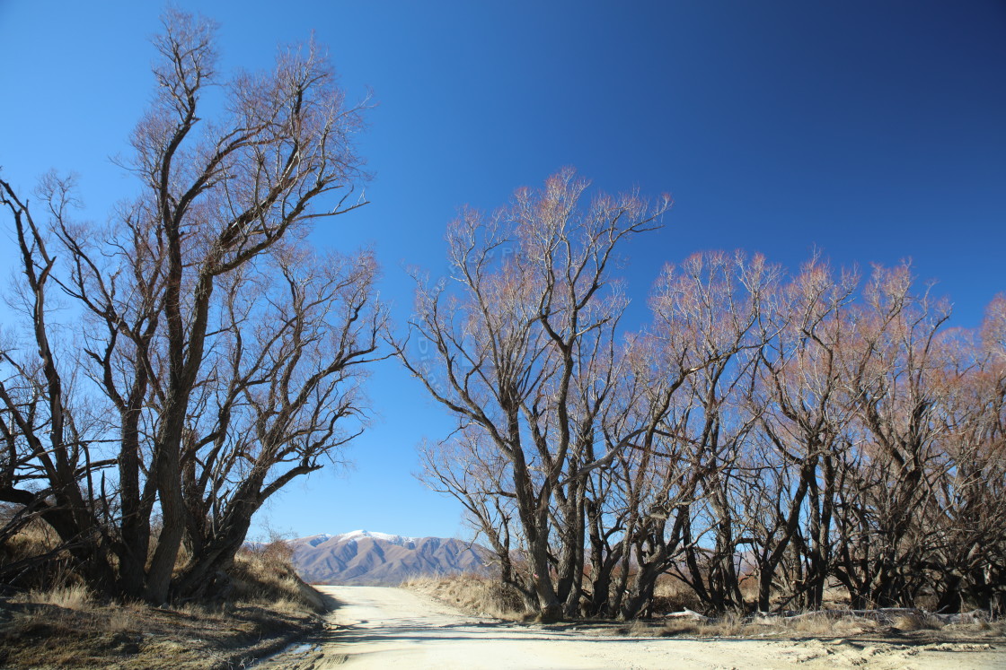 "Winter Trees" stock image