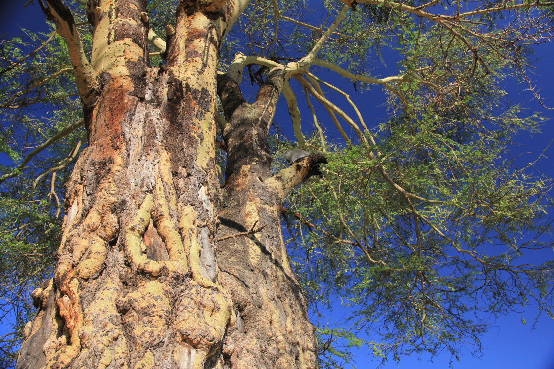 "Acacia Tree" stock image