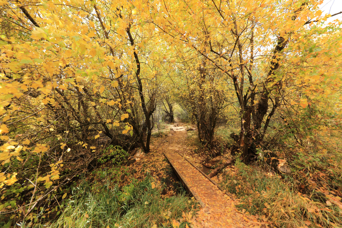 "Yellow Leaves" stock image