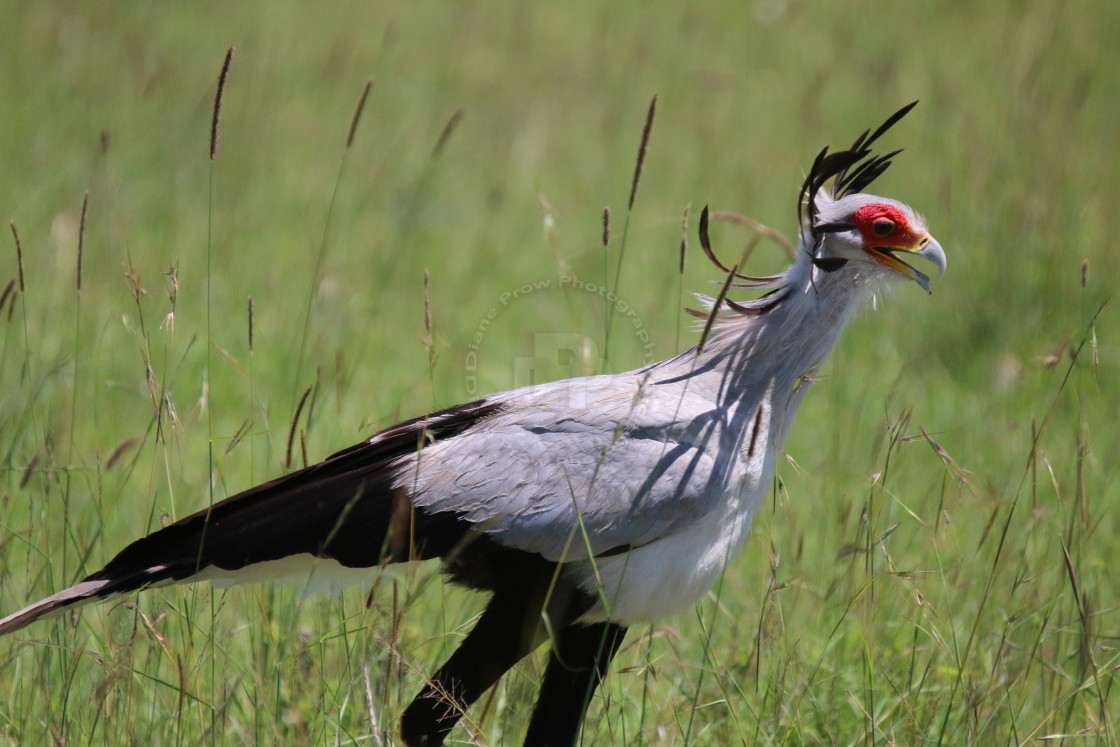 "Windblown Secretary bird" stock image