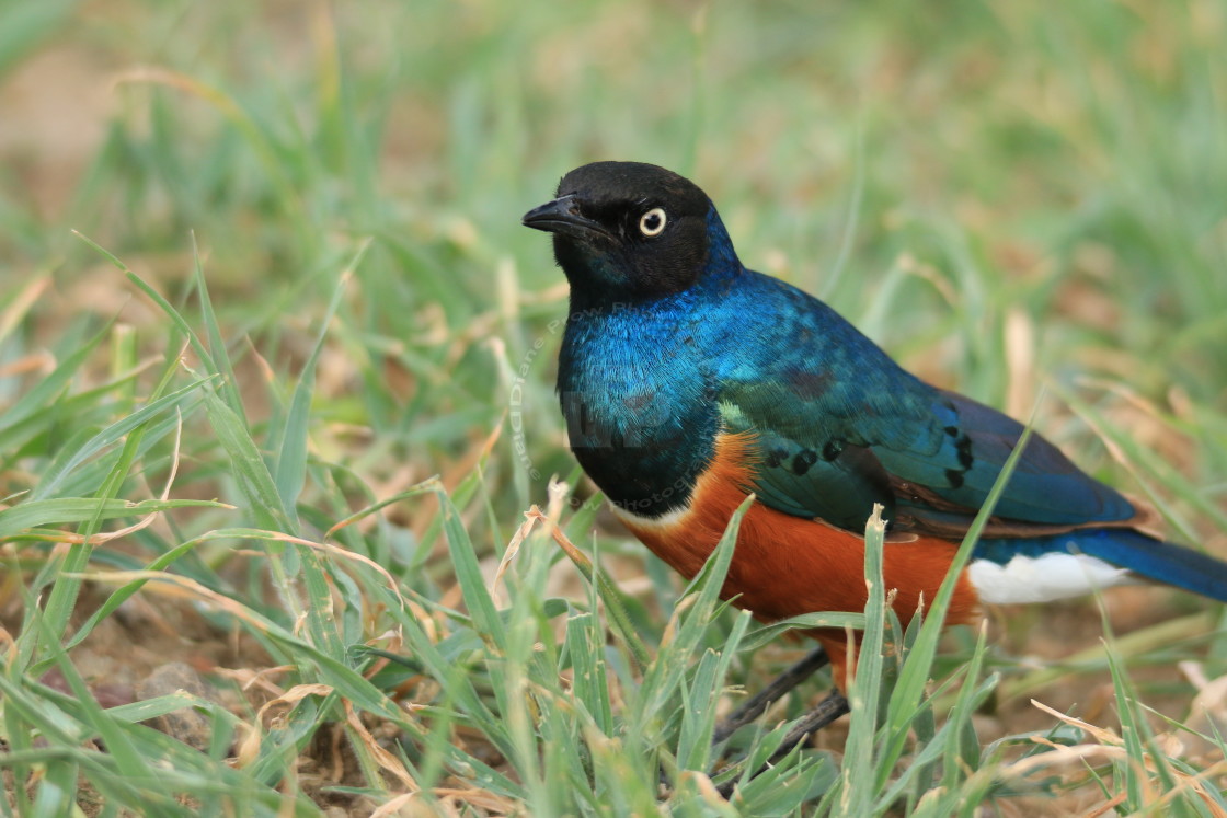 "What a Superb Starling" stock image