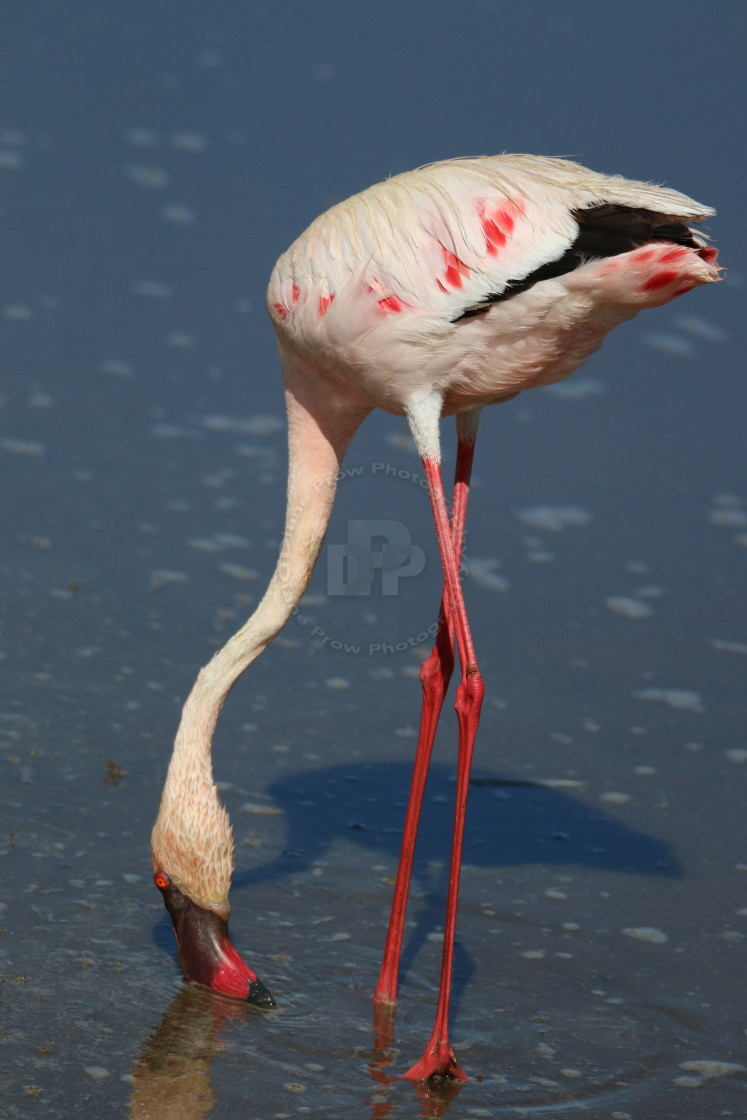 "Feeding Flamingo" stock image