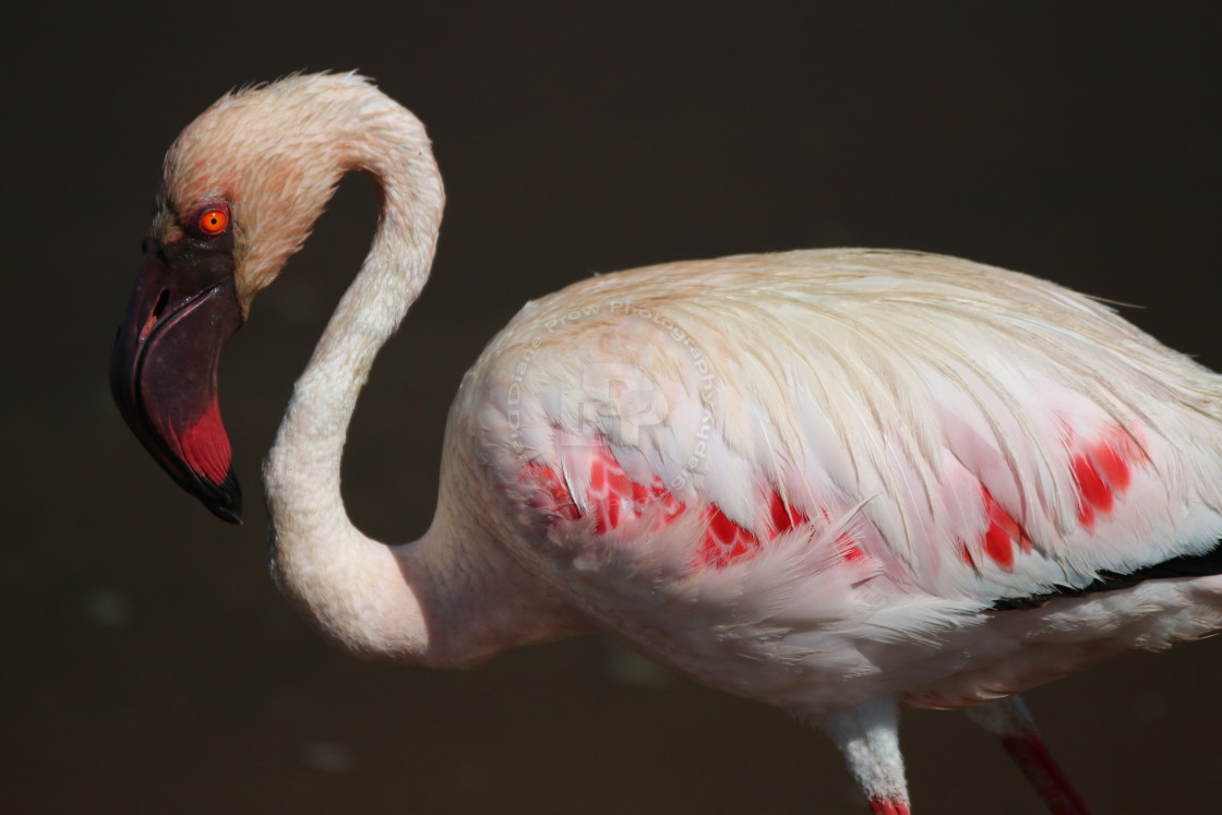 "African Flamingo" stock image
