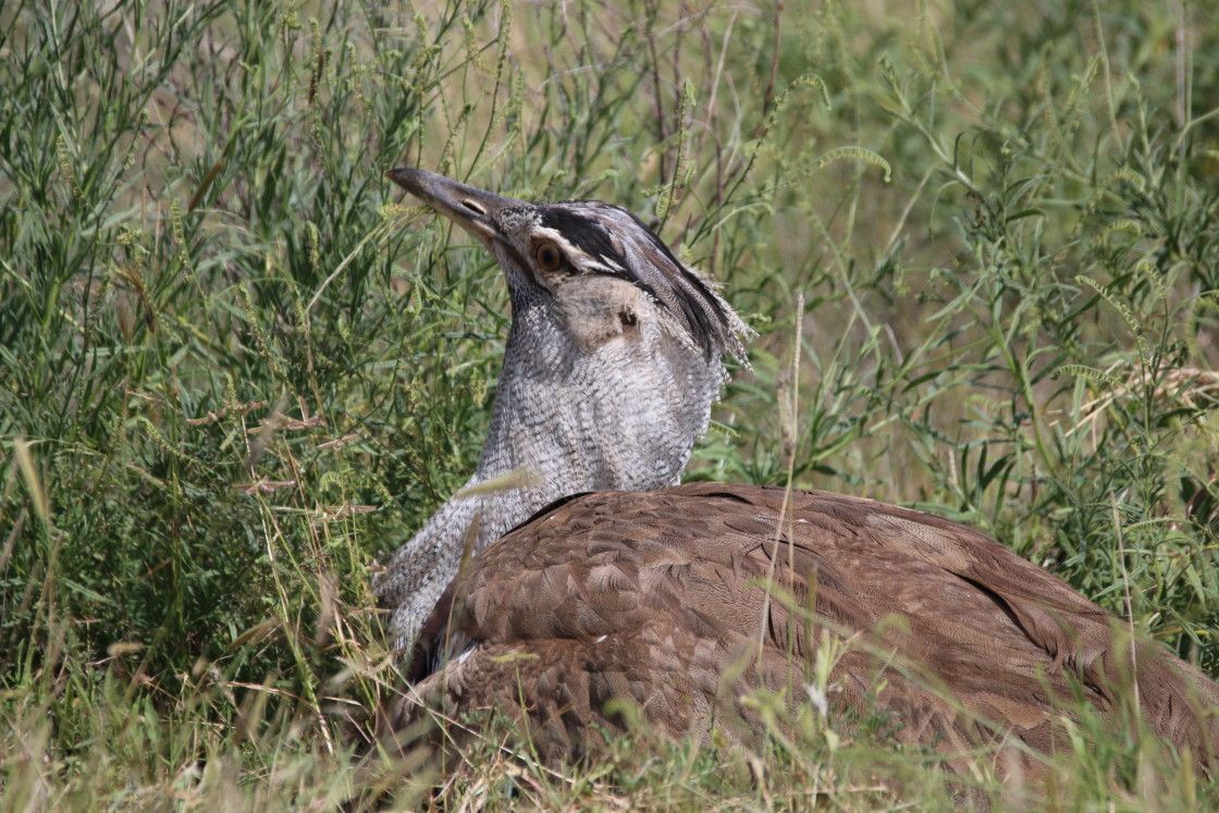 "Nesting Kori Bustard" stock image