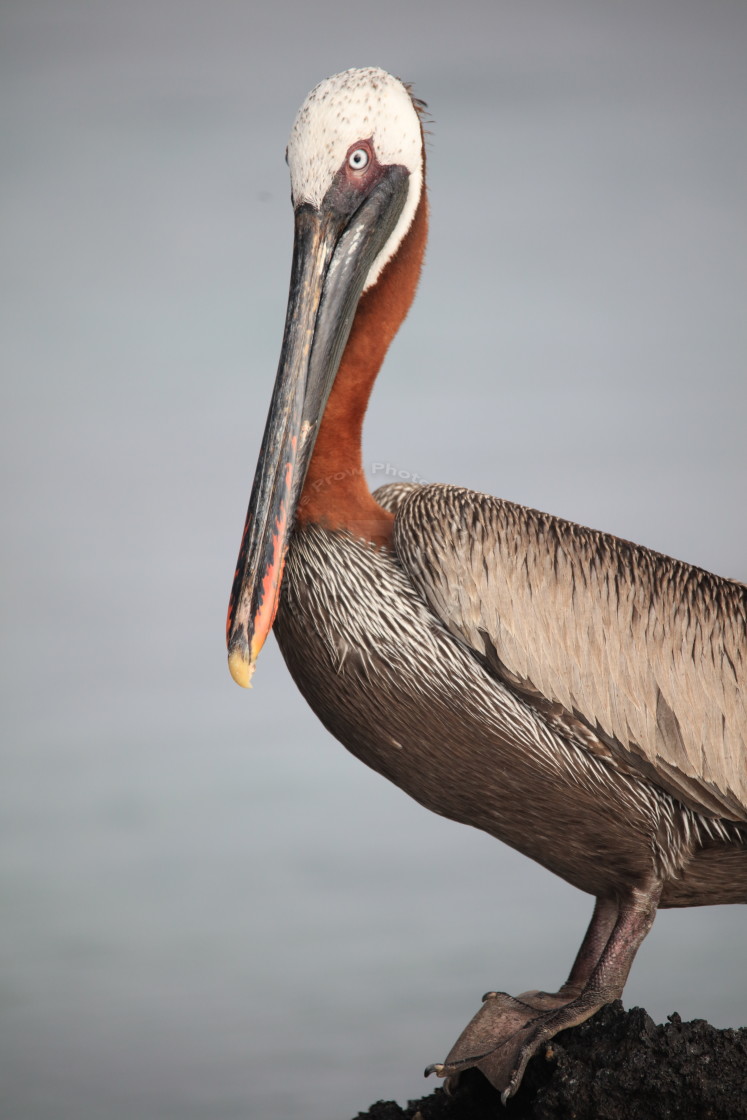 "Striking Pelican" stock image