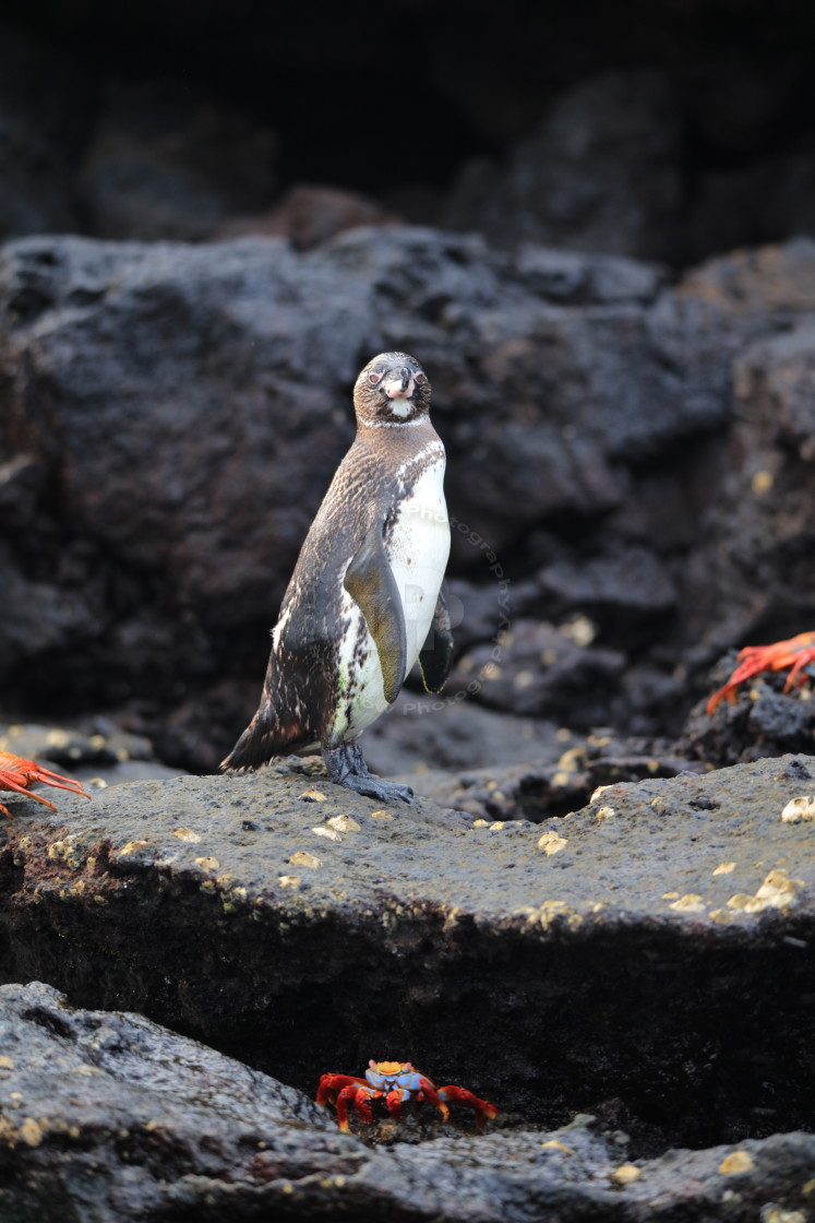 "Distinguished Galapagos Penguin" stock image