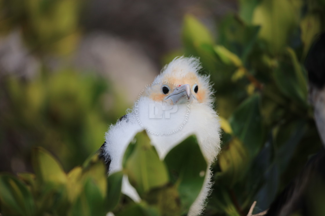 "Bad Hair Day" stock image