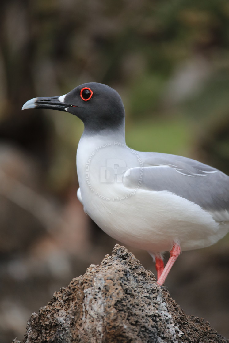 "Who's Watching You?" stock image