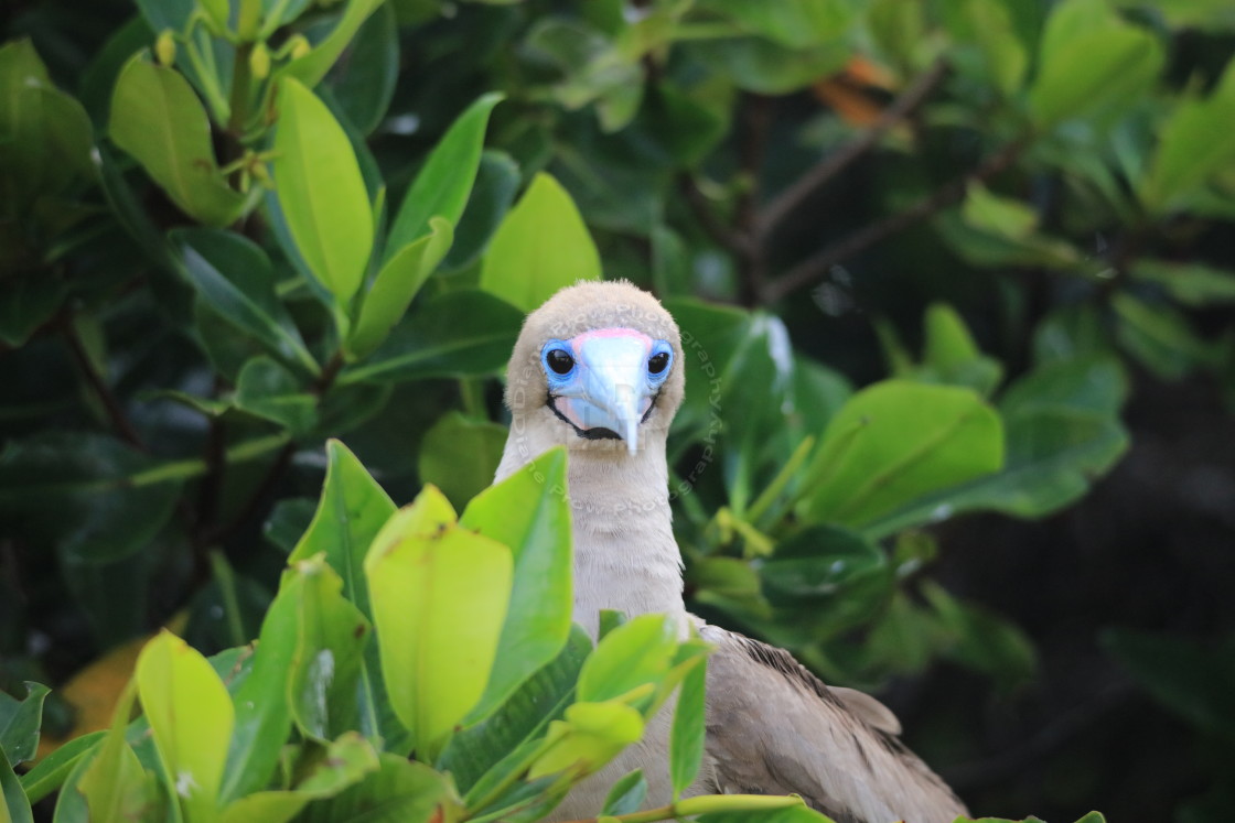 "Beady Eyes on You" stock image