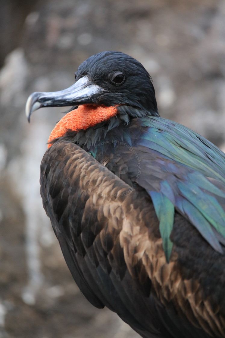 "Grumpy Frigatebird" stock image