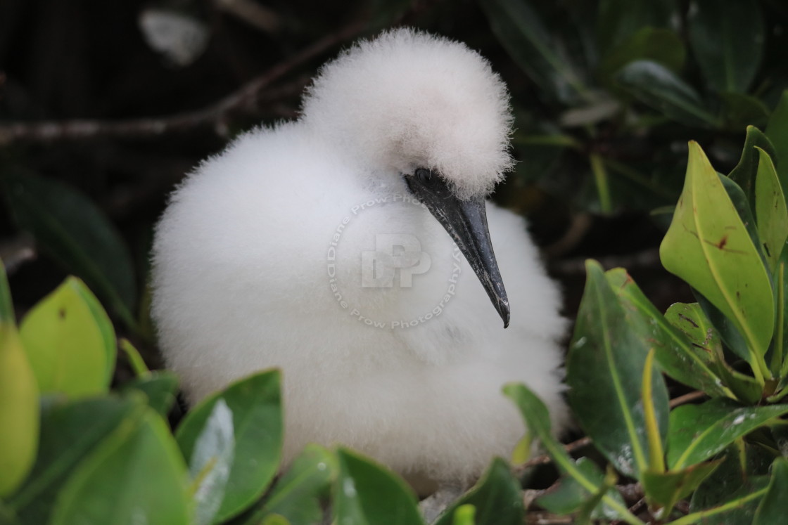 "Fluffy Frigatebird Chick" stock image