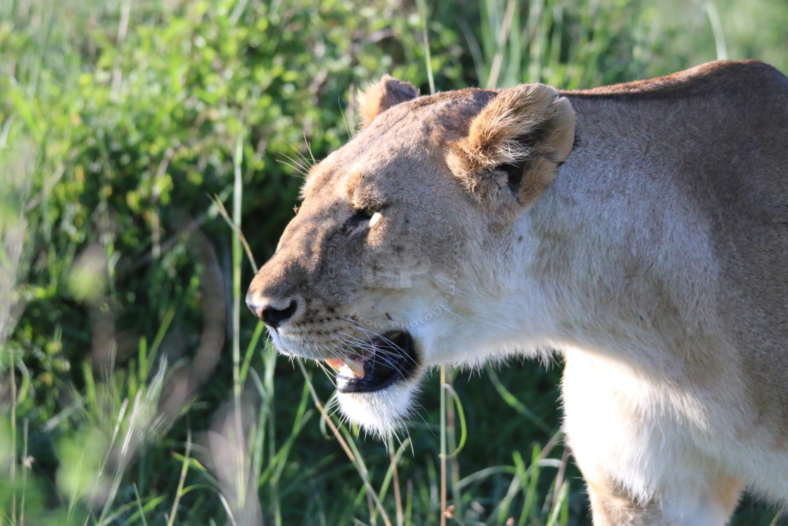 "Prowling" stock image