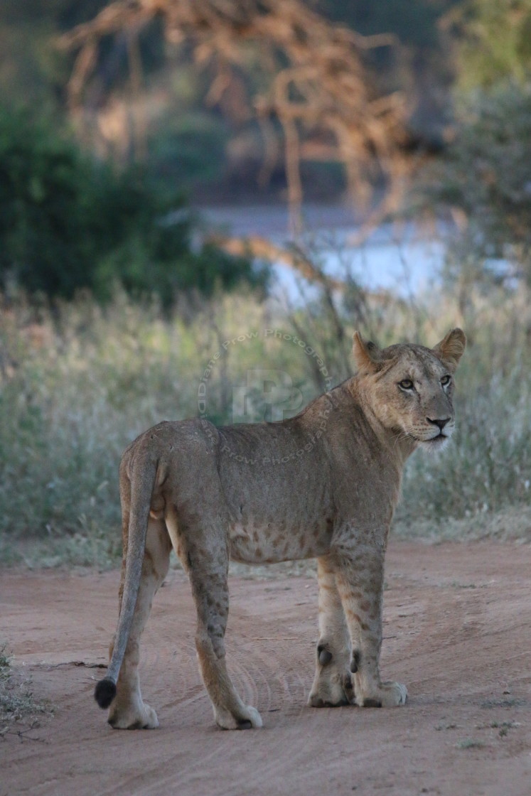 "Teenager On The Prowl" stock image