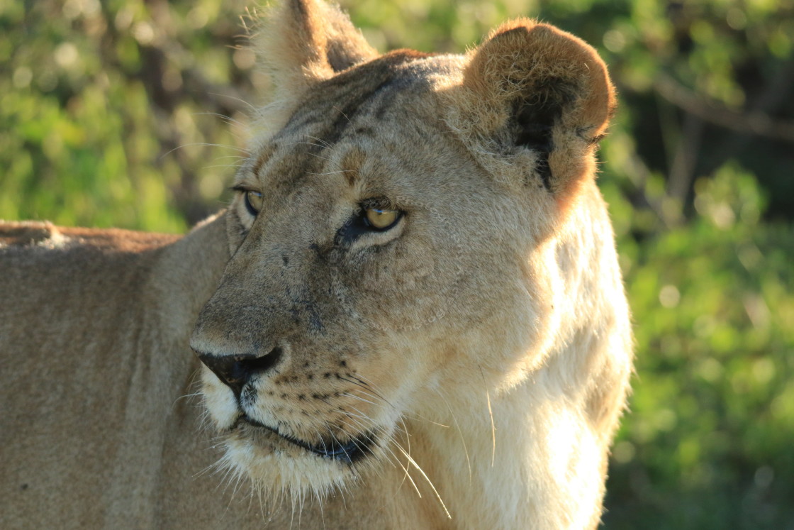 "Lioness" stock image