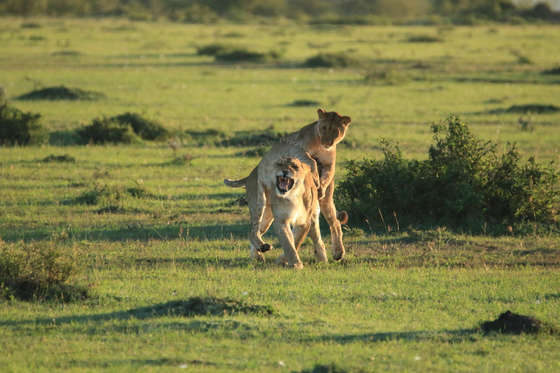 "Lion Play" stock image