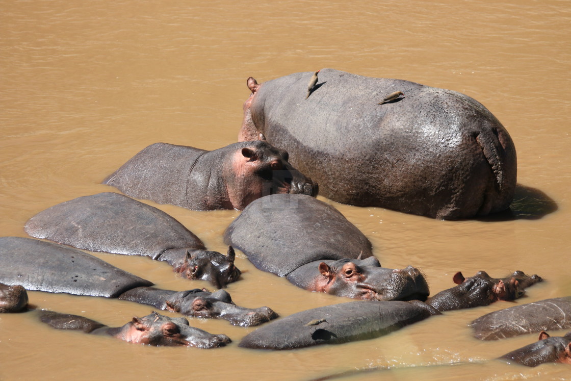 "Hippo Pool" stock image