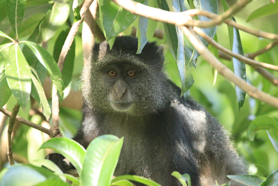 "Blue Monkey In A Tree" stock image