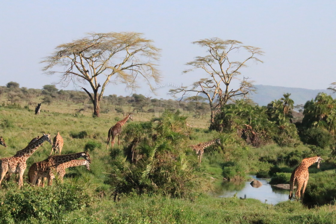 "The Watering Hole" stock image