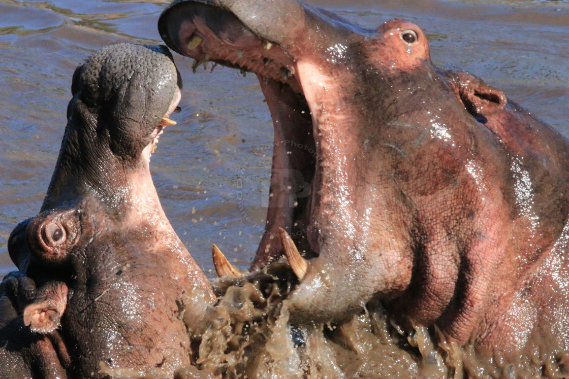 "Hippo Wars 2" stock image