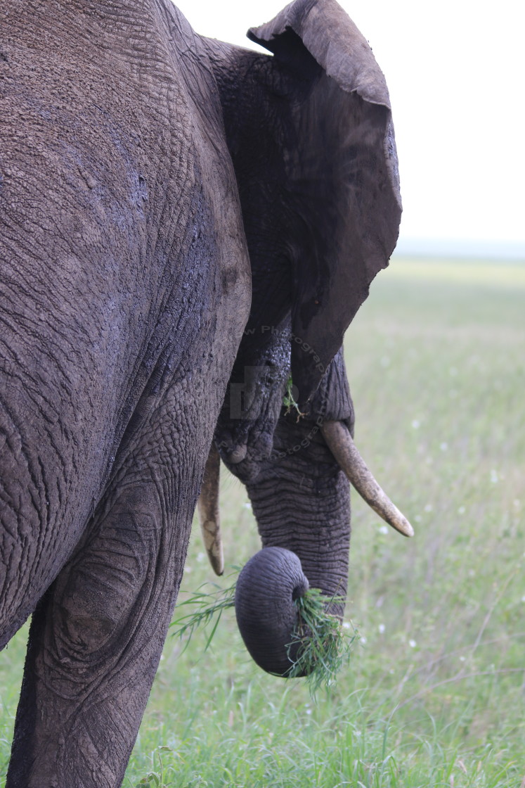 "A Trunk Full" stock image