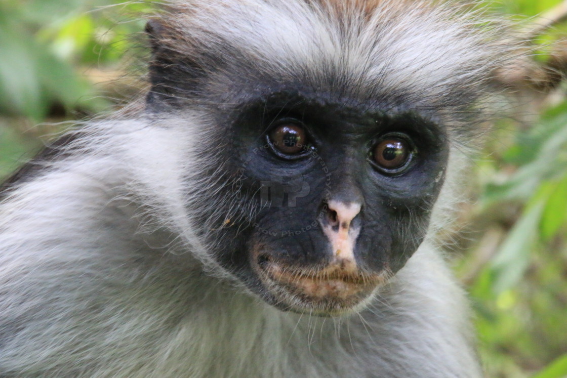 "Red Colobus Monkey" stock image