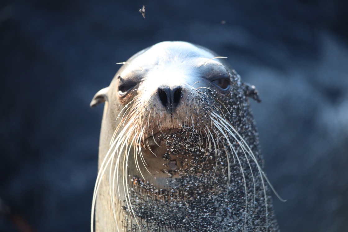 "Sandy Sealion" stock image