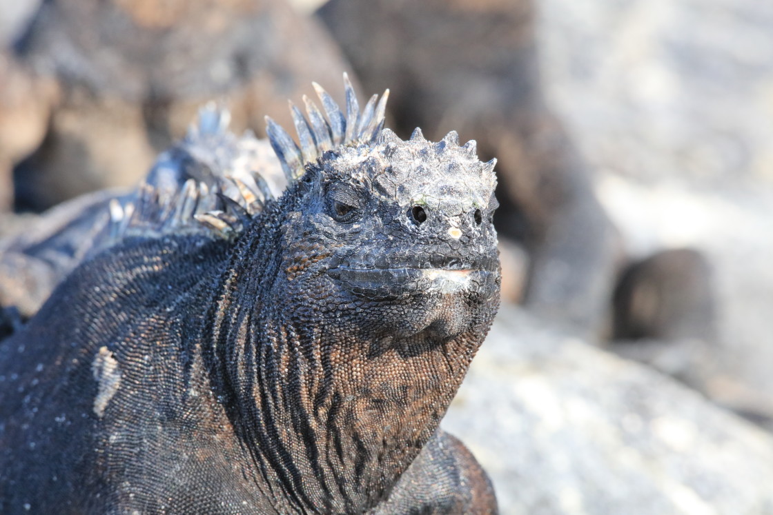 "Maine Iguana" stock image