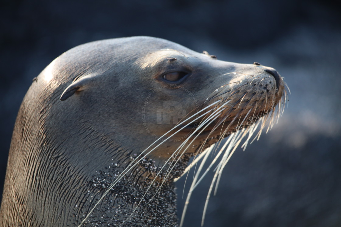 "Sleek Sealion" stock image