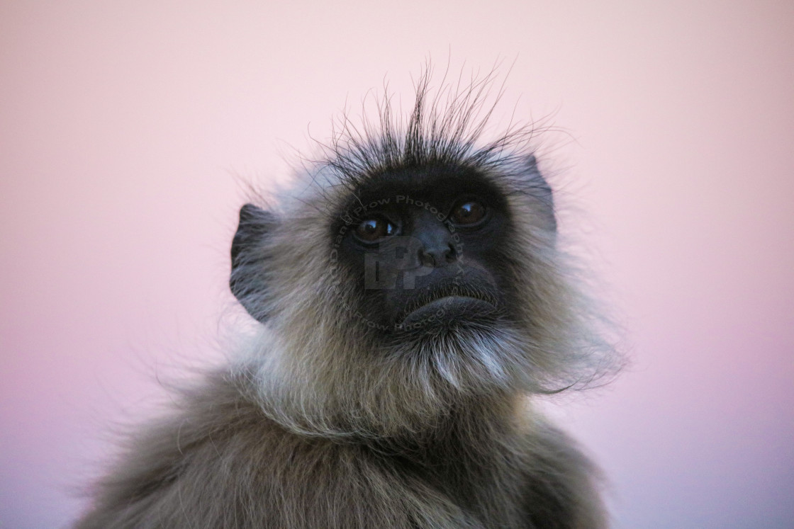 "Black Face Langur Monkey 2" stock image