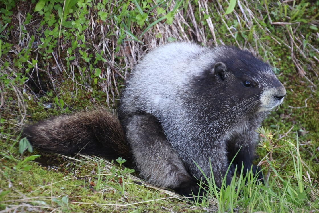 "A Marmot" stock image