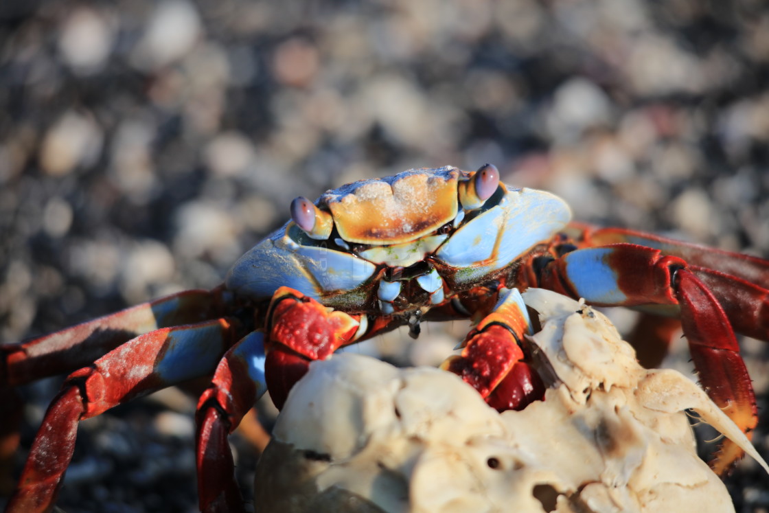 "Colourful Sally Lightfoot Crab" by Diane Prow Photography - $12.56 "Colourful Sally Lightfoot Crab" stock image