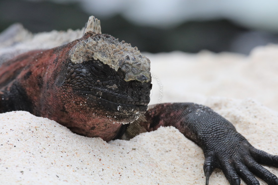 "Marine Iguana" stock image