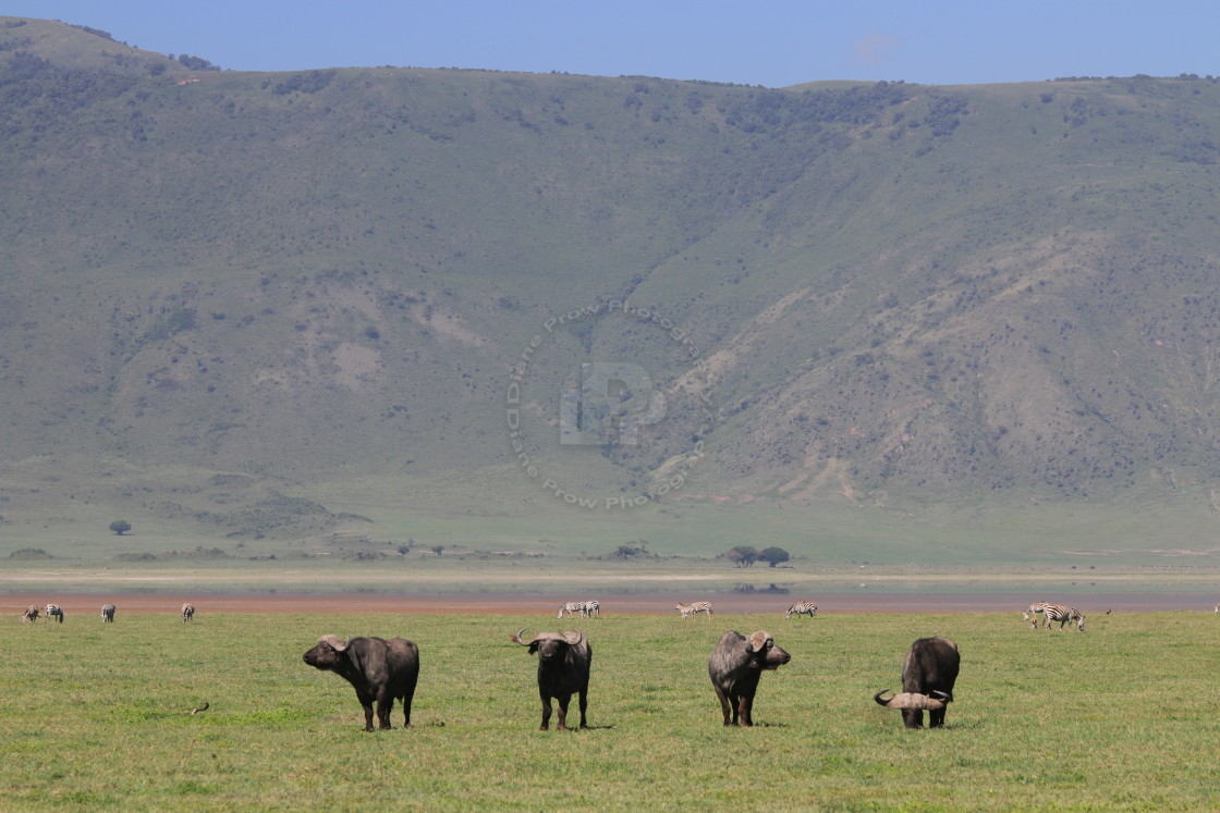 "Ngorongoro Crater. Tanzania" stock image