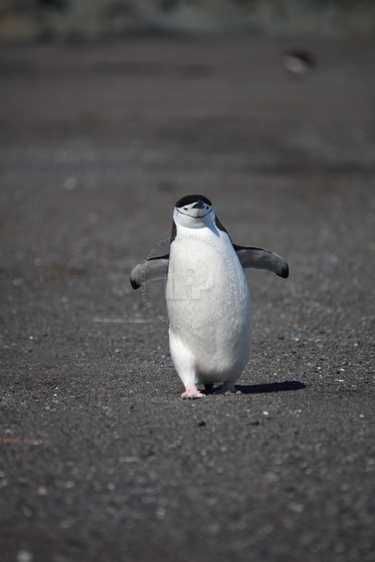 "Morning Stroll" stock image