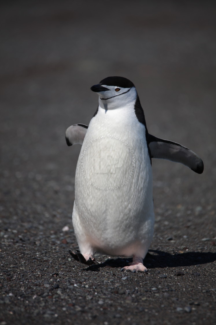 "The Stroll" stock image