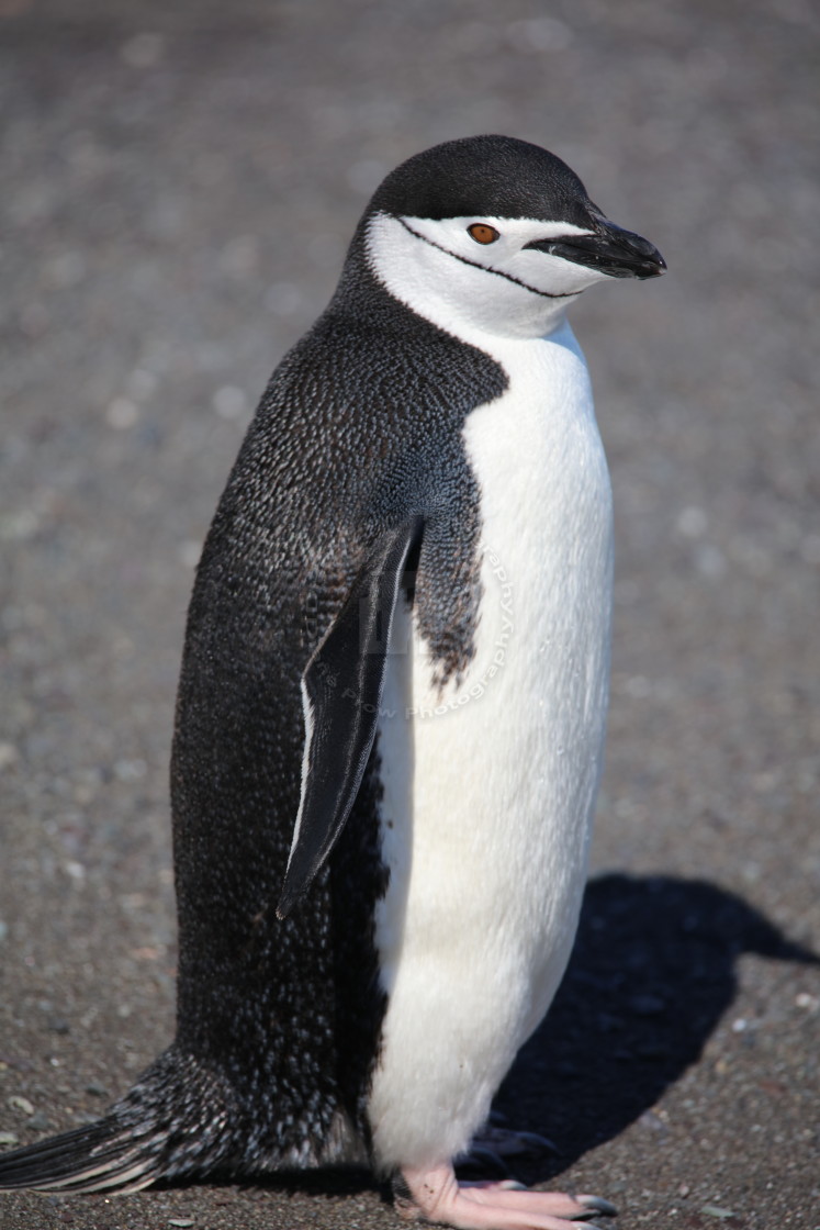 "A Chinstrap" stock image