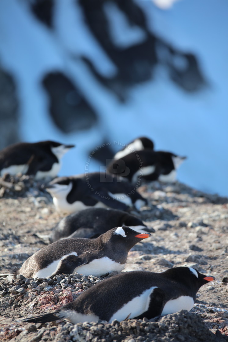 "Nesting 1" stock image