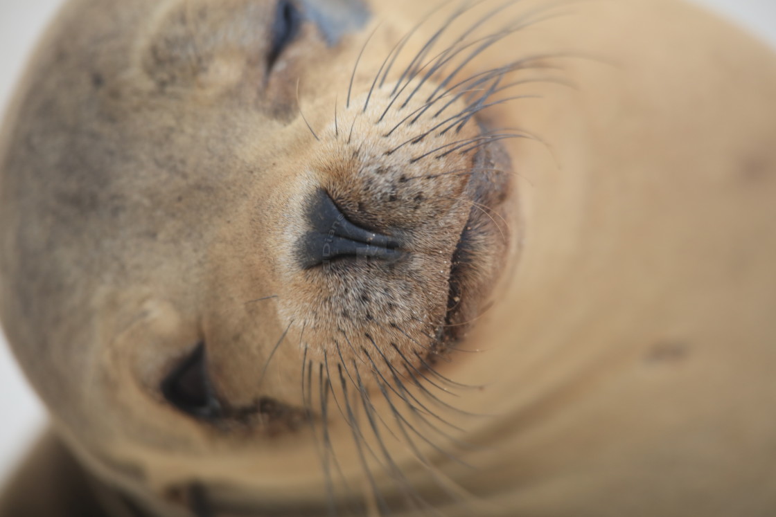 "Snoozing Sealion" stock image