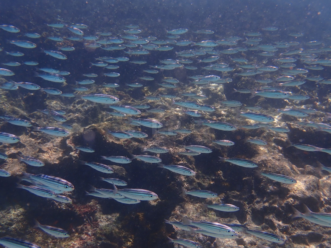 "Galapagos Waters" stock image