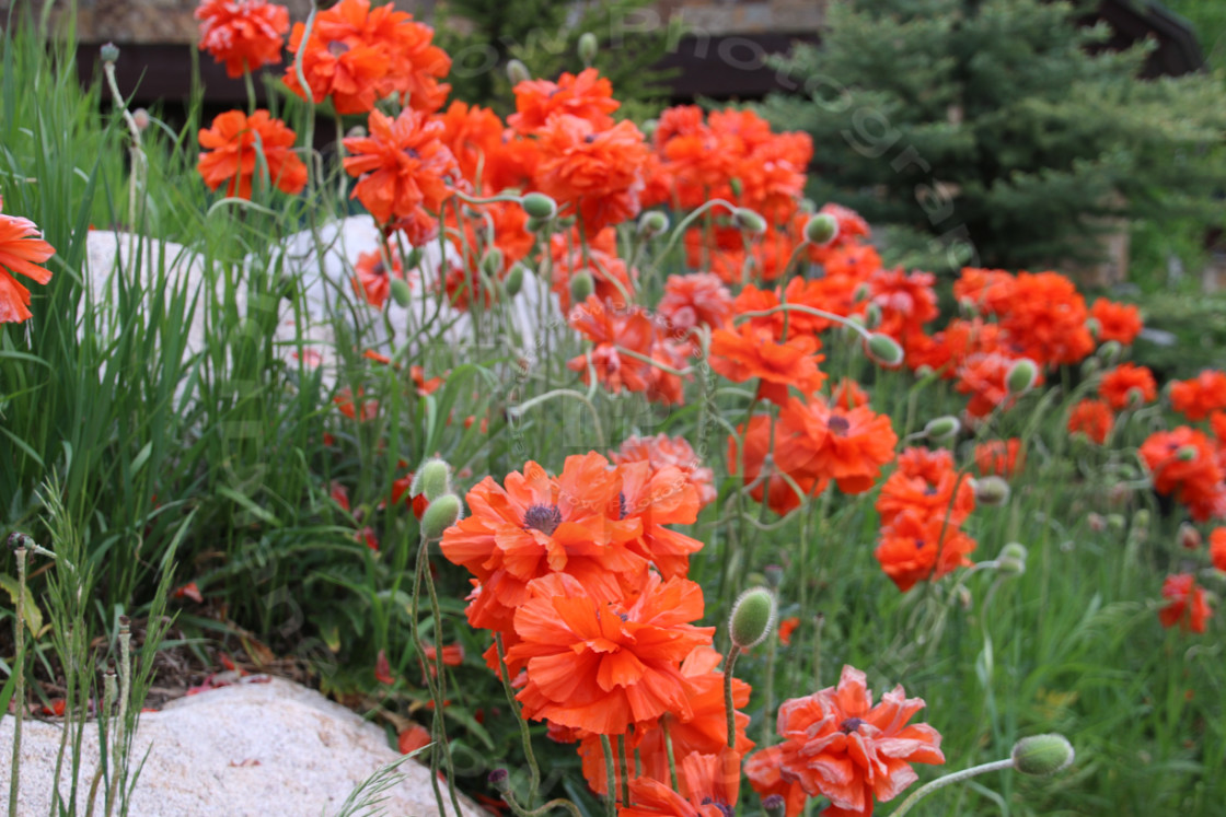 "Poppies" stock image