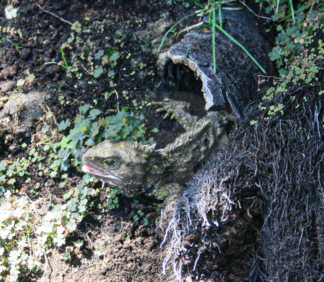 "Tuatara" stock image