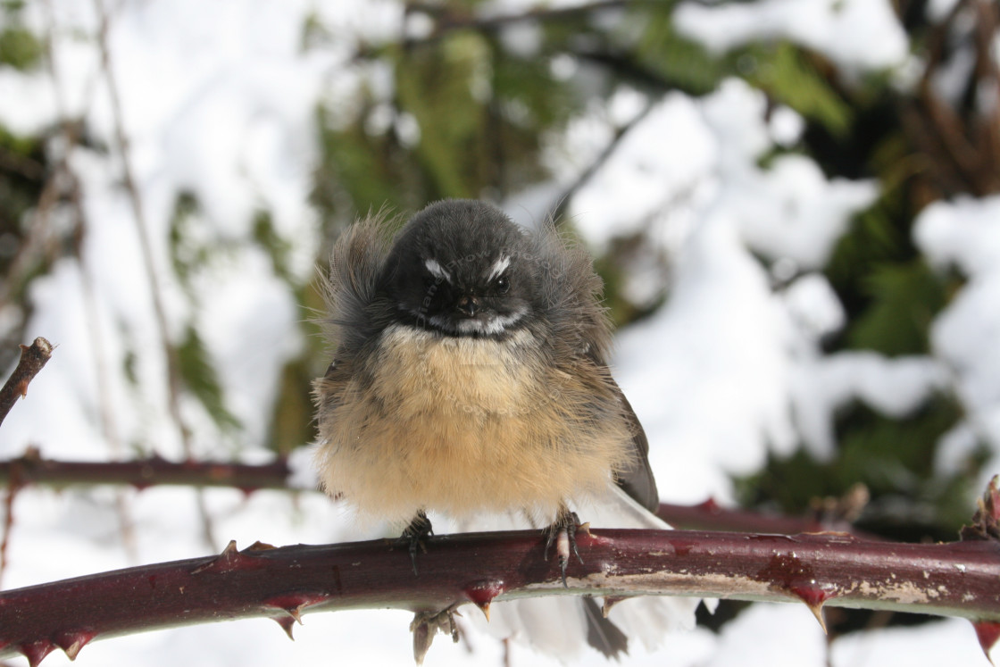 "All Puffed Up" stock image