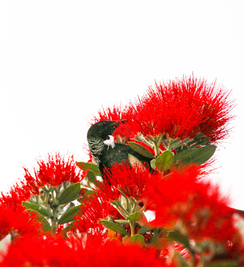 "Feeding Tui" stock image