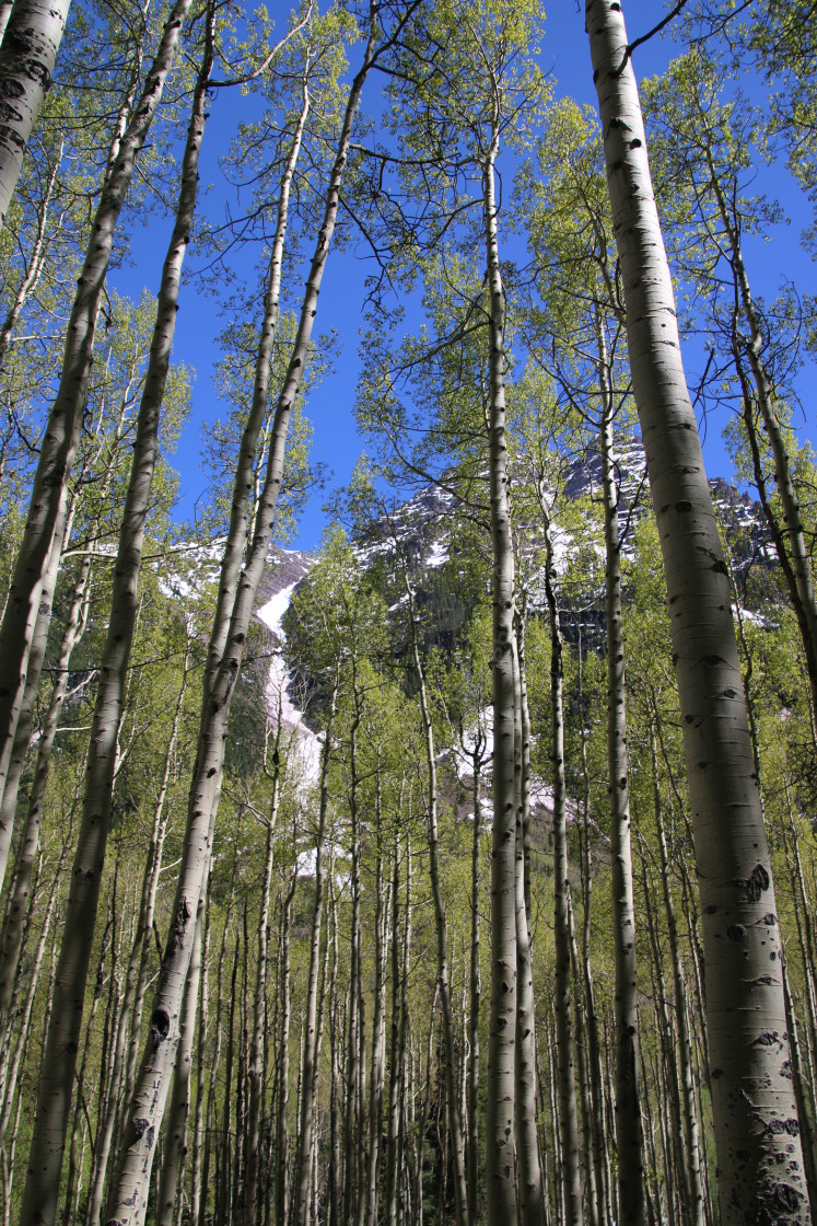 "Through The Trees" stock image