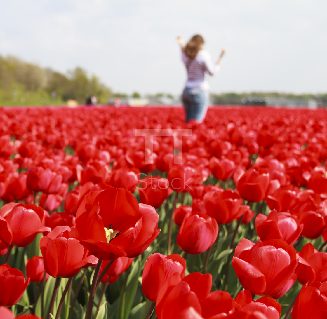 "Flower fileds" by TTStock - $7.54 "Flower fileds" stock image